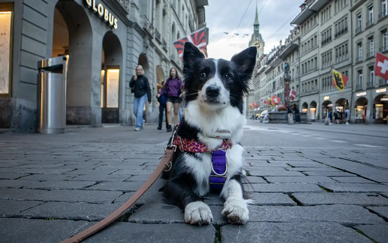 documentacion viajar con perro suiza